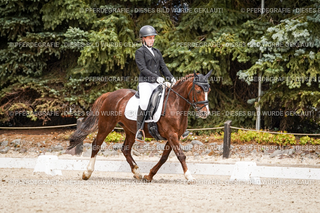 DSC04372 | Pferdegrafie