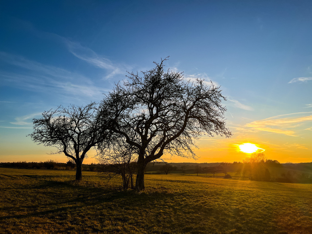 Eine goldene Steppe - Gelnhaar | In klaren Abendstunden verwandelt sich der Höhenweg über Gelnhaar in eine goldene Steppenlandschaft. Einzelne knorrige Bäume setzen dunkle Akzente und die Luft ist erfüllt vom erdigen Duft der Felder - Ein Augenblick der vollkommenen Ruhe, bevor die Dämmerung das Land einhüllt. - Realisiert mit Pictrs.com