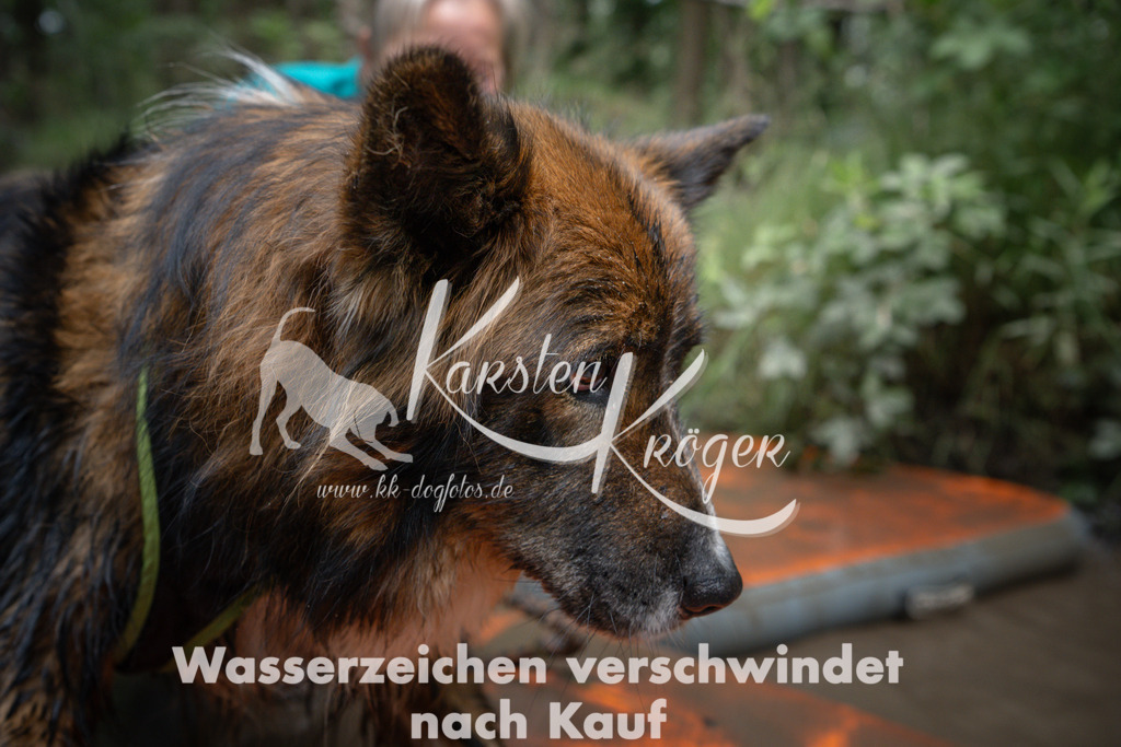 1249_ZZ91134 | kk-dogfotos