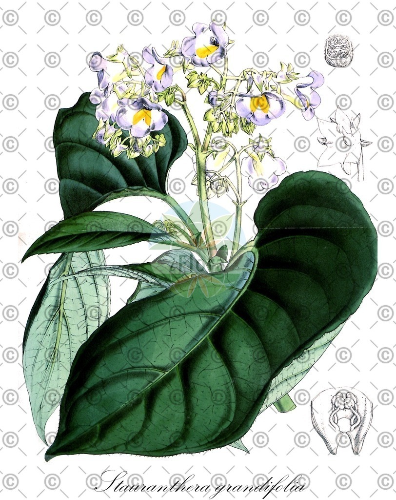 HistAbb_7M23_4_ENZY_Simple | Historische Abbildung von Stauranthera grandifolia - Gesneriaceae | Historical Illustration of Stauranthera grandifolia - Gesneriaceae