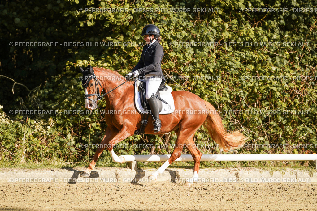 DSC06254 | Pferdegrafie