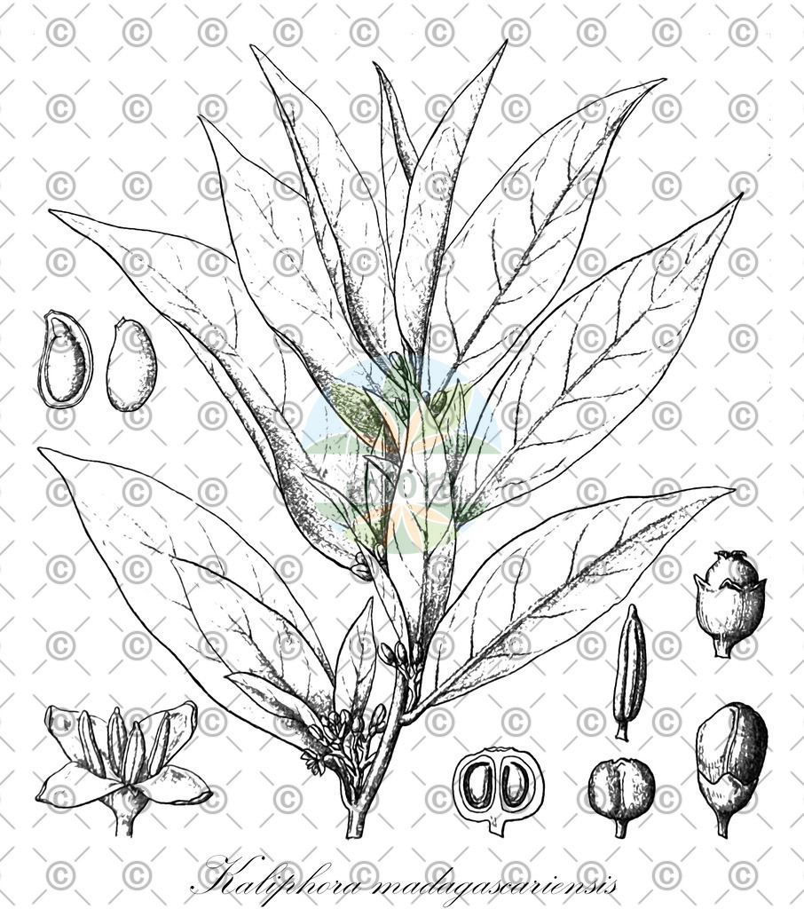HistAbb_579L_1_ENZY_Simple | Historische Abbildung von Kaliphora madagascariensis - Montiniaceae | Historical Illustration of Kaliphora madagascariensis - Montiniaceae