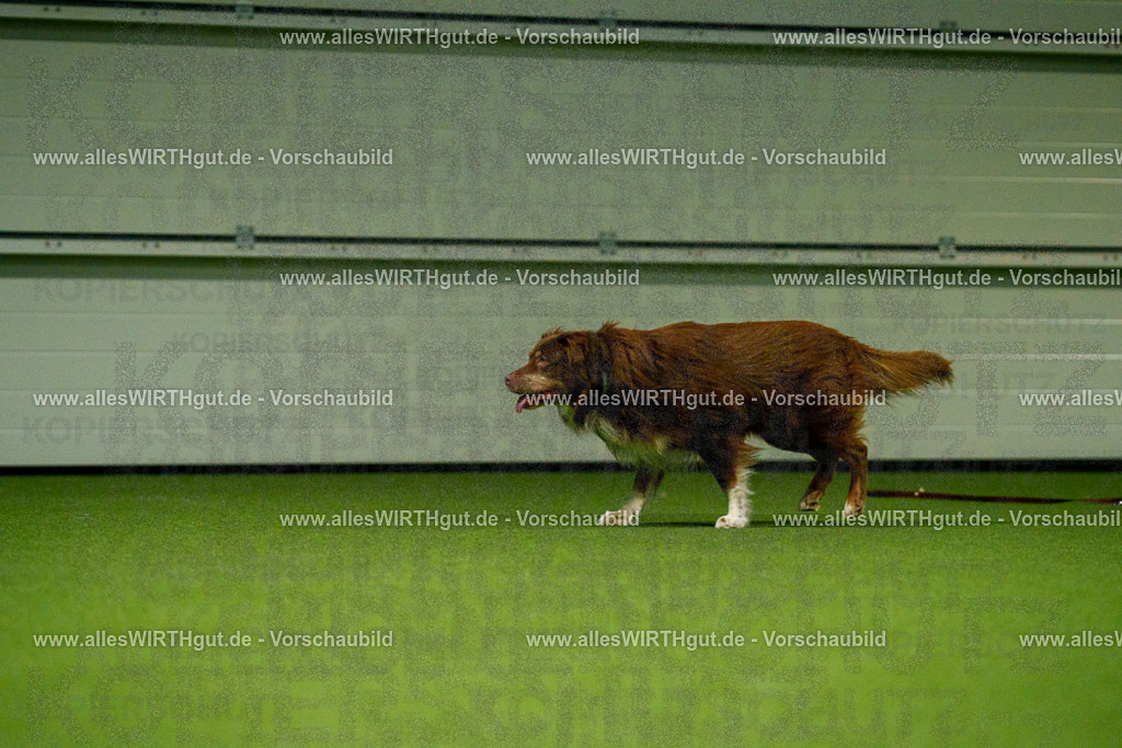 7R509066 | Professionelle Tierfotografie in Mönchengladbach von Daniel Wirth (allesWIRTHgut). Liebevolle & natürliche Bilder von Hunden & Katzen für unvergessliche Erinnerungen.