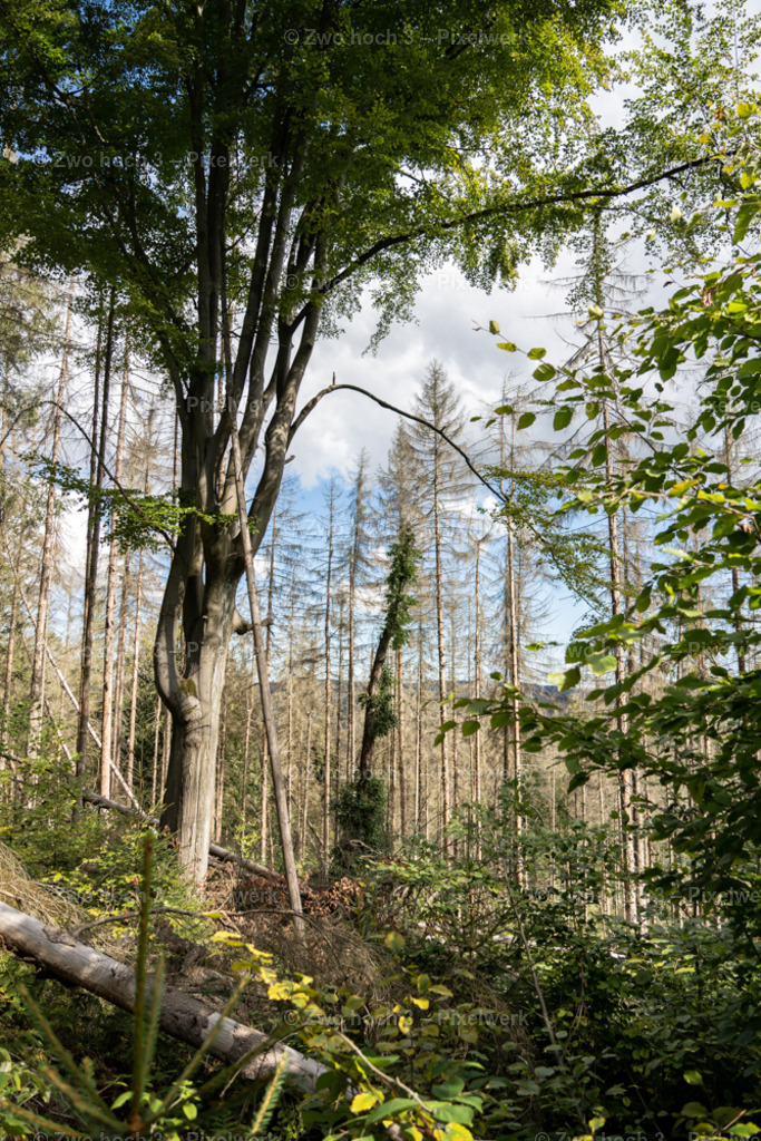 Koenigsweg_Nahe_Wolfsfalle_Baum_Baumstamm_Buche | 2022-09-02_Waldbrandgebiete_2 - Realisiert mit Pictrs.com