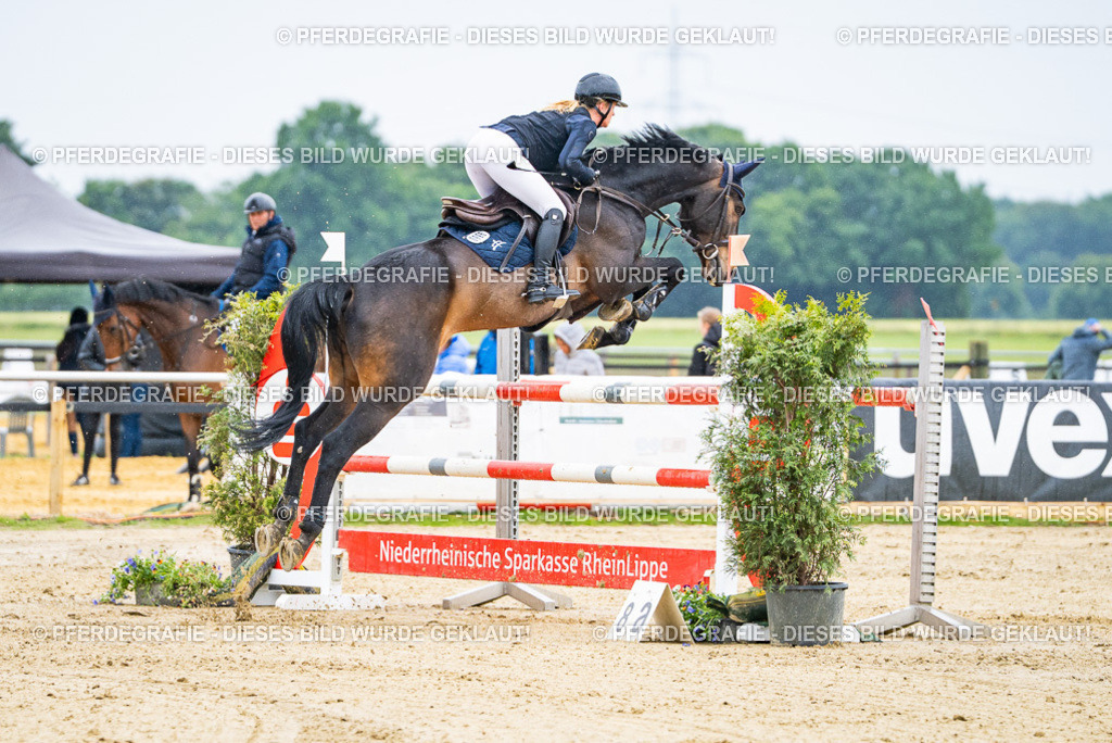 DSC08906 | Pferdegrafie