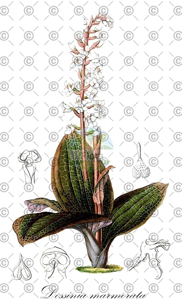 HistAbb_wfo-0000925151_1_ENZY_Simple | Historische Abbildung von Dossinia marmorata - Orchidaceae | Historical Illustration of Dossinia marmorata - Orchidaceae