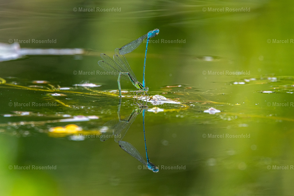 _DSC0365 | foto-rosenfeld