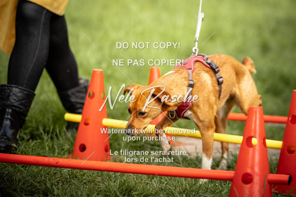 nelerasche_So-earlydog_66 | nelerasche