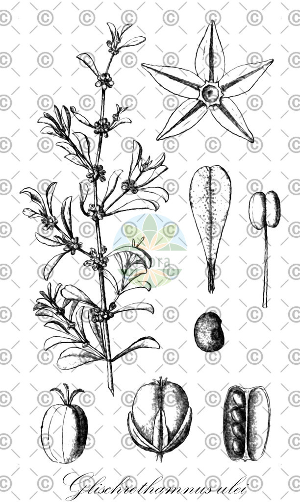 HistAbb_wfo-0000703769_1_ENZY_Simple | Historische Abbildung von Glischrothamnus ulei - Molluginaceae | Historical Illustration of Glischrothamnus ulei - Molluginaceae