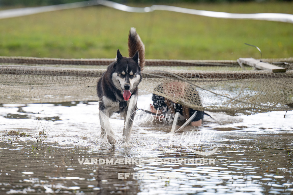 1401_ZZ90818 | kk-dogfotos
