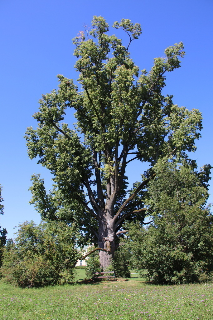 green old beauty | Naturskulptur