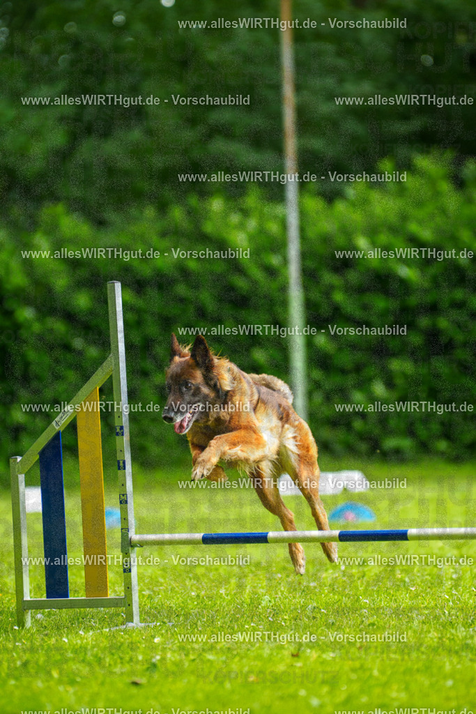@allesWIRTHgut_Tierfotografie - www.allesWIRTHgut.de - 101856-7R508334 | Professionelle Tierfotografie in Mönchengladbach von Daniel Wirth (allesWIRTHgut). Liebevolle & natürliche Bilder von Hunden & Katzen für unvergessliche Erinnerungen.