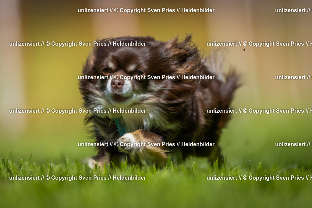 Hunderennen_April_2026_124 | 2026-04-26 - Hunderennen Baden-Oos April 2026 - Realisiert mit Pictrs.com
