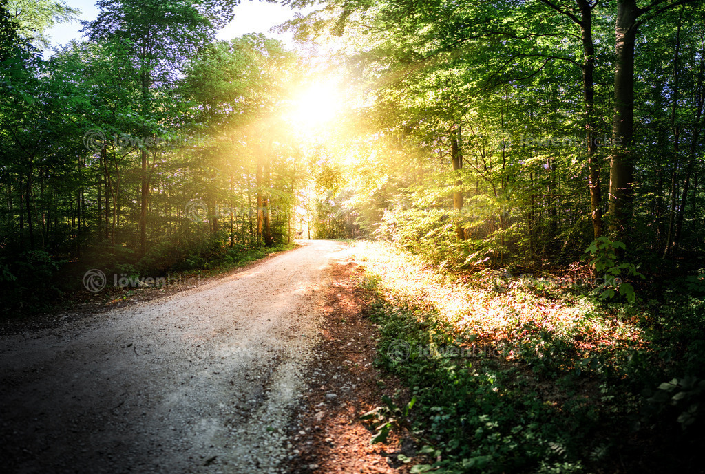 Wald bei Geislingen auf der Alb | löwenblicke | shop
