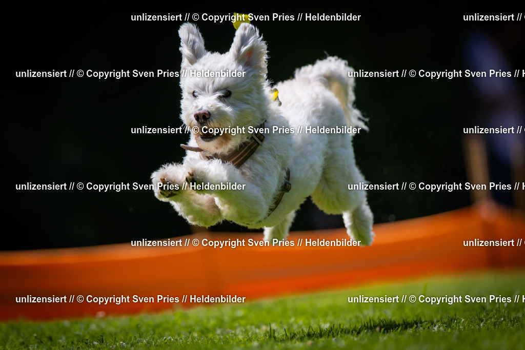 Sven Pries | 2025-08-10 - Hunderennen Durlach - Realisiert mit Pictrs.com