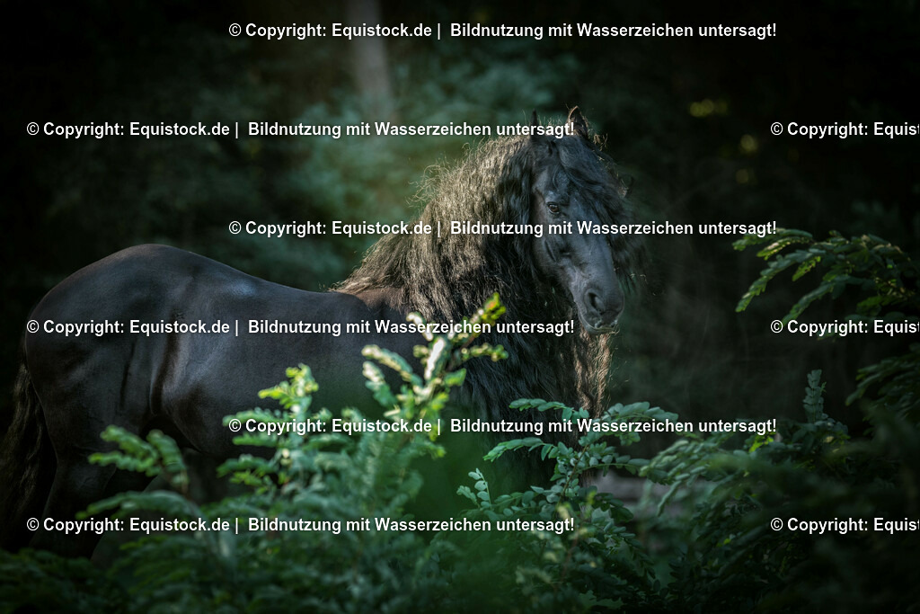 20150929_TOMsPiC_0278 | equistock