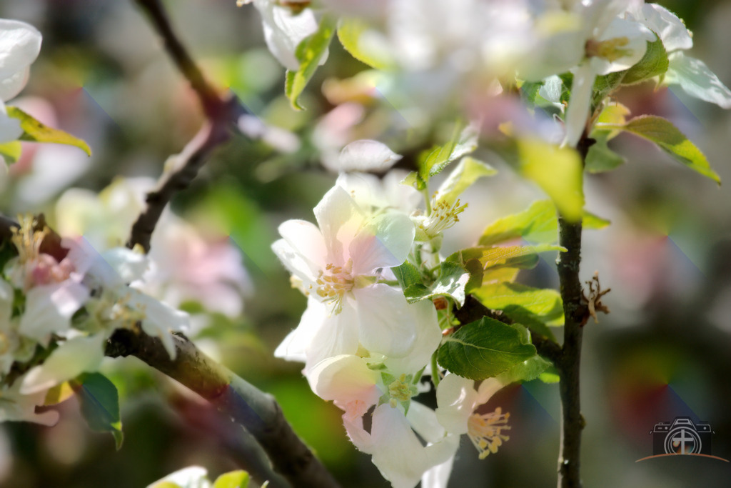 OB-Kirschblüte-0003 | Entdecken Sie eine vielfältige Auswahl individueller Fotos zum Kauf auf picturalux.de. Finden Sie hochwertige Bilder für Ihre Projekte, die Ihre Botschaft perfekt unterstreichen. Stöbern Sie jetzt und verleihen Sie Ihren Inhalten das gewisse Etwas! - Realisiert mit Pictrs.com