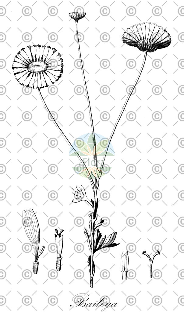 HistAbb_wfo-0000311990_1_ENZY_Simple | Historische Abbildung von Baileya - Asteraceae | Historical Illustration of Baileya - Asteraceae