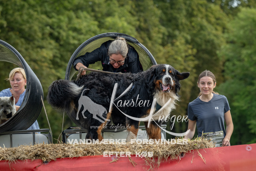 1042_ZZ92927 | kk-dogfotos