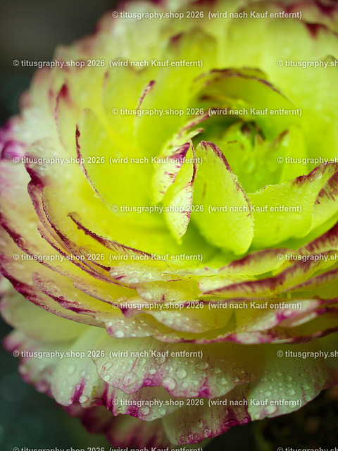 titusgraphy_P5066623_vz-ln | OLYMPUS DIGITAL CAMERA - Realisiert mit Pictrs.com