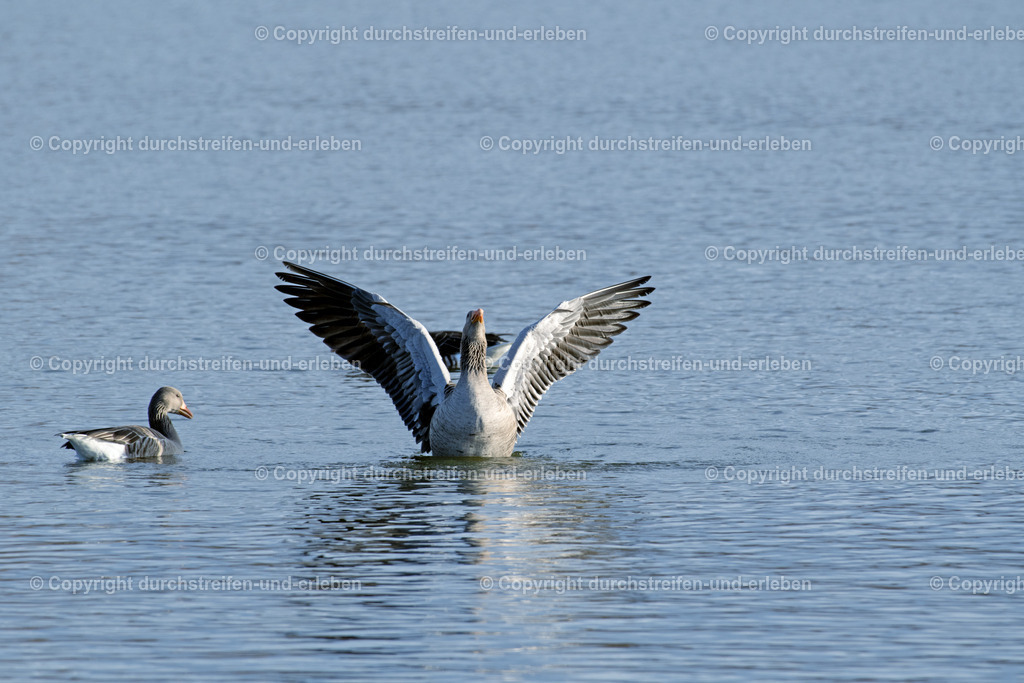 Graugans schüttelt ihre Flügel. | Eine Graugans schüttelt ihre Flügel und erhebt sich mächtig aus dem Wasser.  - Realisiert mit Pictrs.com