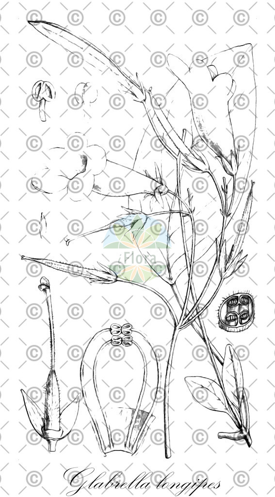 HistAbb_wfo-0001341013_1_ENZY_Simple | Historische Abbildung von Glabrella longipes - Gesneriaceae | Historical Illustration of Glabrella longipes - Gesneriaceae