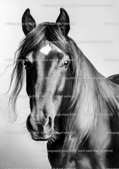 Pferd 060 | titusgraphy-shop: Geschenkideen mit Qualitätsfotos. titusgraphy-shop: gift ideas with quality photos. titusgraphy-shop: idées cadeaux avec photos de qualité.  - Realisiert mit Pictrs.com