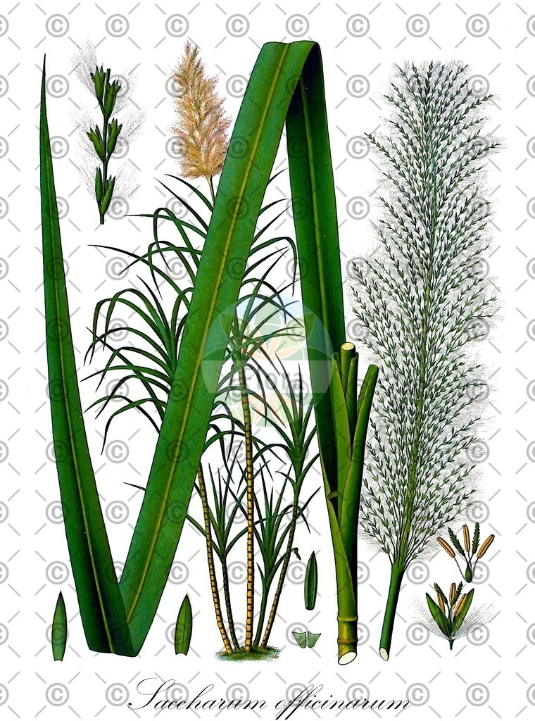 HistAbb_wfo-0000299571_1_ENZY_Simple | Historische Abbildung von Saccharum officinarum - Poaceae | Historical Illustration of Saccharum officinarum - Poaceae