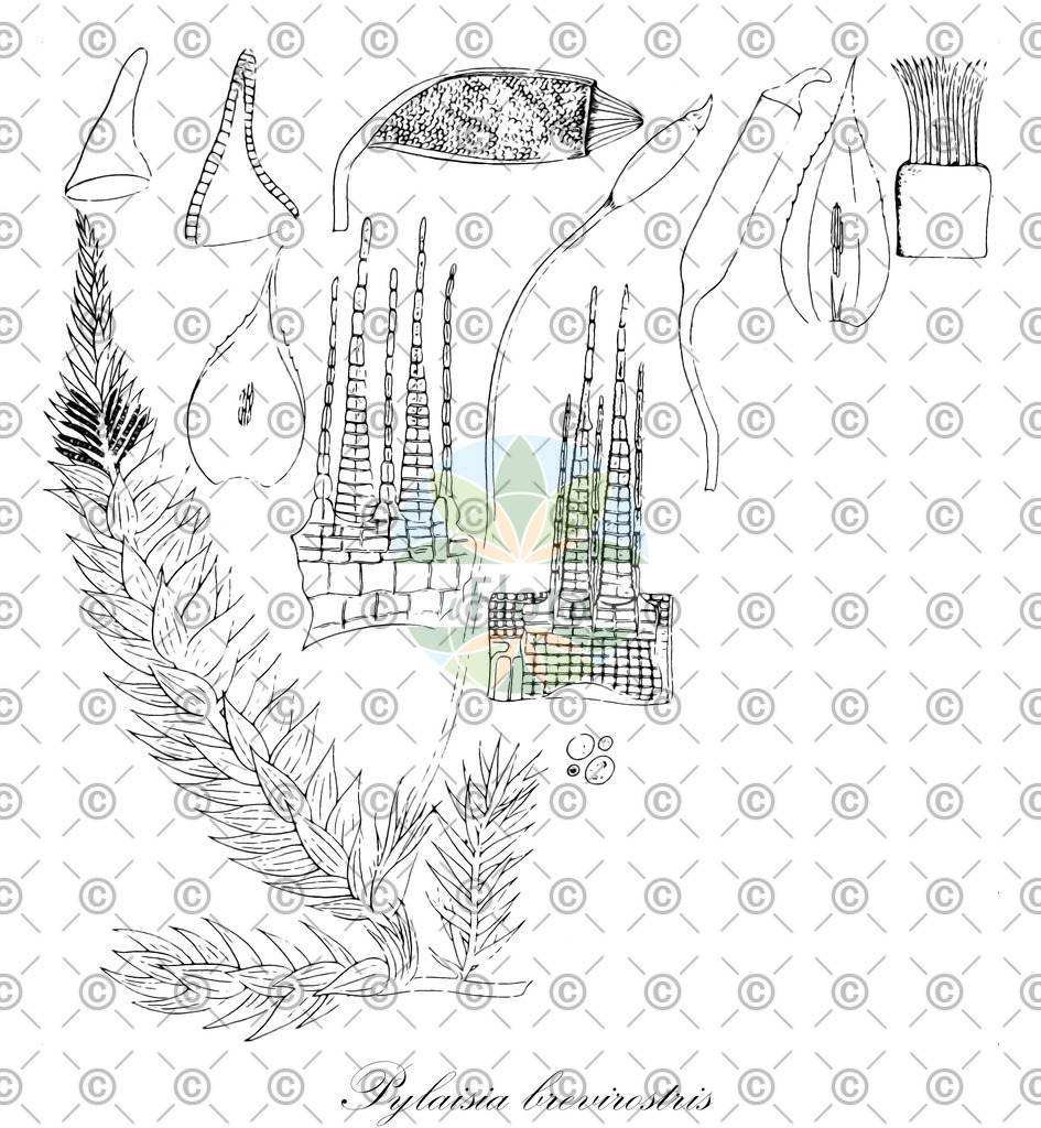 HistAbb_wfo-0001171930_1_ENZY_Simple | Historische Abbildung von Pylaisia brevirostris - Pylaisiaceae | Historical Illustration of Pylaisia brevirostris - Pylaisiaceae