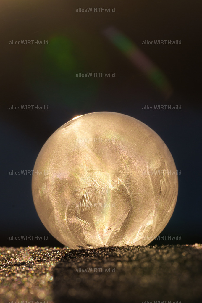 Zauberkugel | Entdecke die faszinierende Welt der Natur- und Wildlife-Fotografie von Daniel und Bärbel. Inspirierende Bilder von wilden Tieren und kleinen Naturwundern.