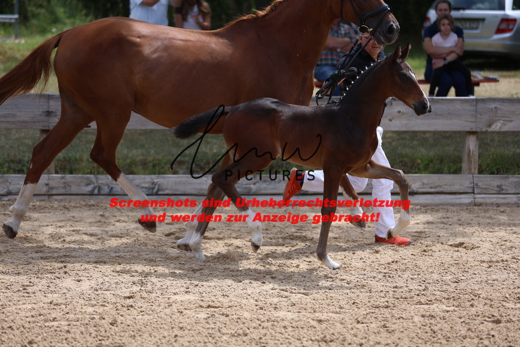 Fohlenschau_Schwäbisch_Hall_dressurbetonte_Fohlen_KN 15_5 | lmwpictures - Realisiert mit Pictrs.com