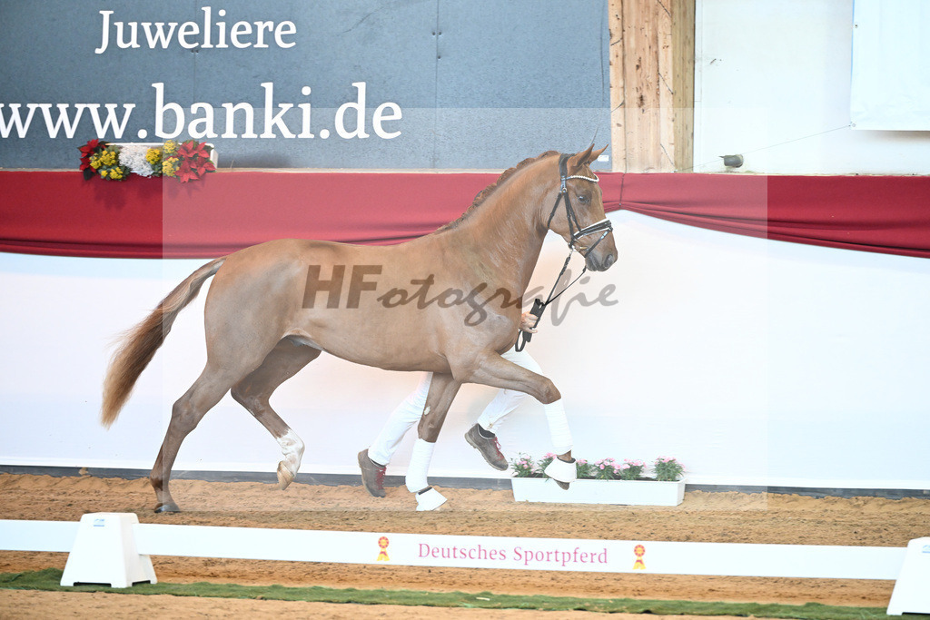 Kat-Nr. 29 Fidertanz x De Niro_Grosserichter_43230270 | hf-fotografie - Realisiert mit Pictrs.com