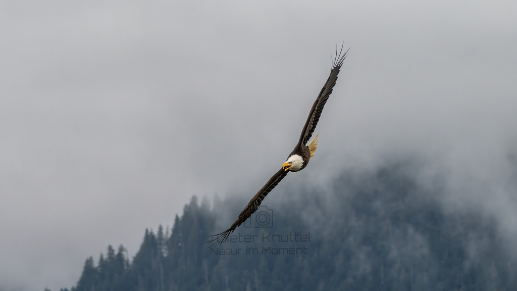 P1628216-Bearbeitet-2023-LR | Natur im Moment - Realisiert mit Pictrs.com