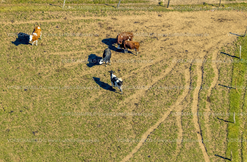 Wenden250307592LandwirtStrickerDoeingen | Luftbild, landwirtschaftlicher Betrieb Sonnenhof und Kühe auf der Weide, Heid, Wenden, Sauerland, Nordrhein-Westfalen, Deutschland