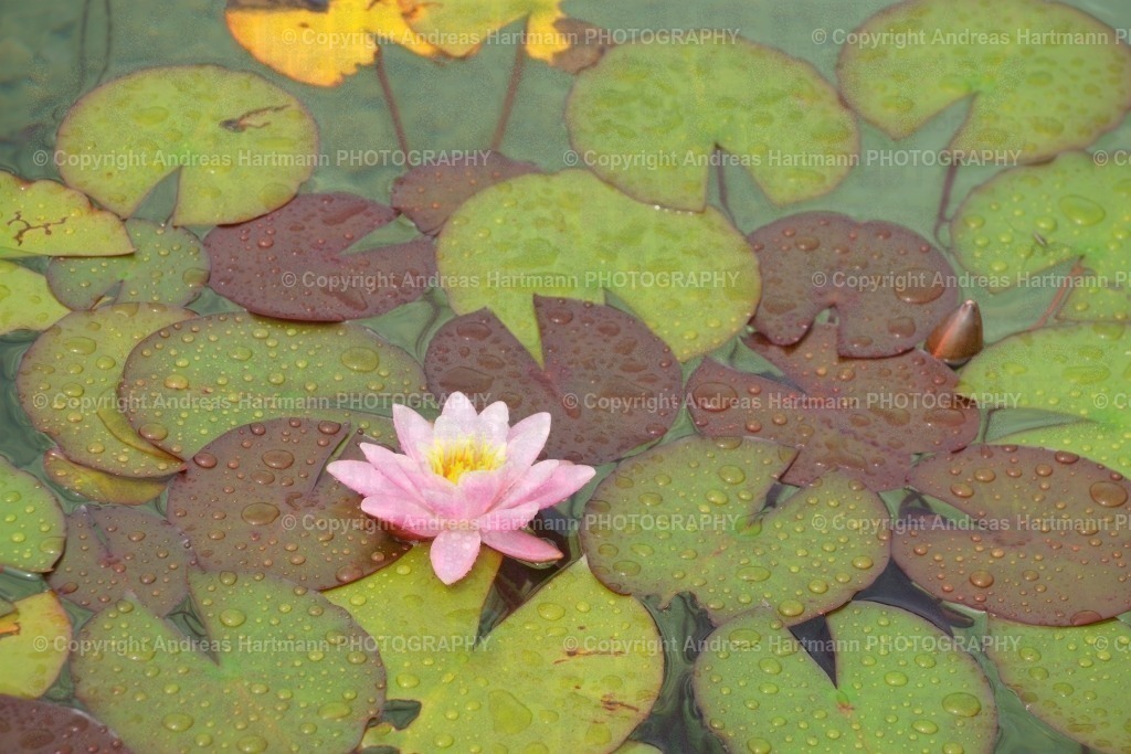 Rote Seerose | Rote Seerose - Realisiert mit Pictrs.com