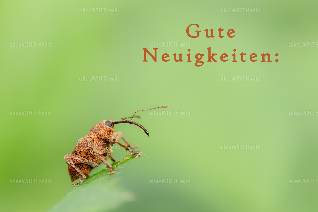 Gute Neuigkeiten | Entdecke die faszinierende Welt der Natur- und Wildlife-Fotografie von Daniel und Bärbel. Inspirierende Bilder von wilden Tieren und kleinen Naturwundern.