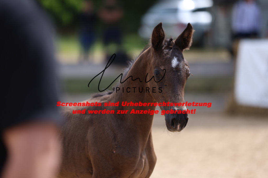 Fohlenschau_Schwäbisch_Hall_dressurbetonte_Fohlen_KN 53_10 | lmwpictures - Realisiert mit Pictrs.com