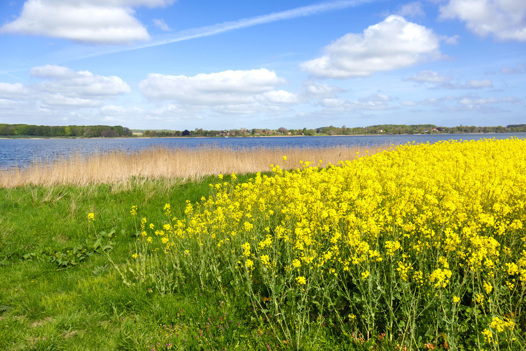 Wandbild: Goldene Küstenpracht – Rapsblüte an der Schlei | Die beruhigende Kraft der Natur eingefangen in einem harmonischen Motiv – dieses Wandbild zeigt die Rapsblüte an der Schlei im Frühling. Die sanften Farben und die offene Landschaft schaffen eine entspannte und wohltuende Bildwirkung. Ideal für Wartezimmer, Behandlungsräume oder Empfangsbereiche, um eine stressfreie Atmosphäre zu fördern. - Realisiert mit Pictrs.com