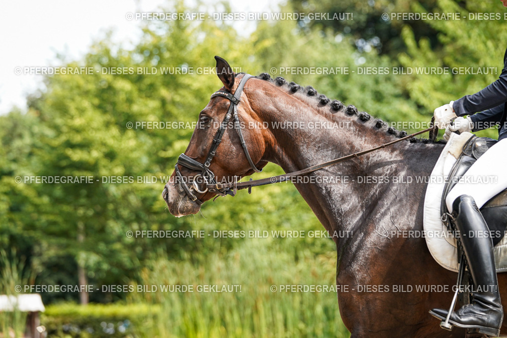 DSC07841 | Pferdegrafie