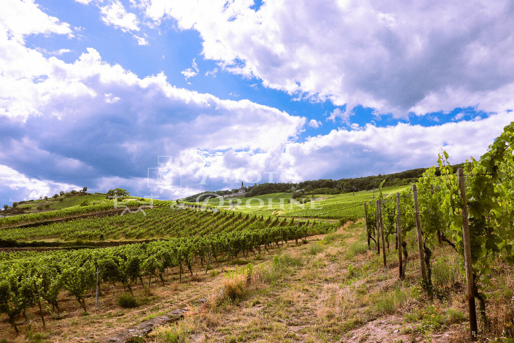 Rüdesheim-8961 | Die Stadt Rüdesheim ist besonders bekannt durch die Drosselgasse. Der Ort ist von Weinbergen umgeben. Die Winzer - Realisiert mit Pictrs.com
