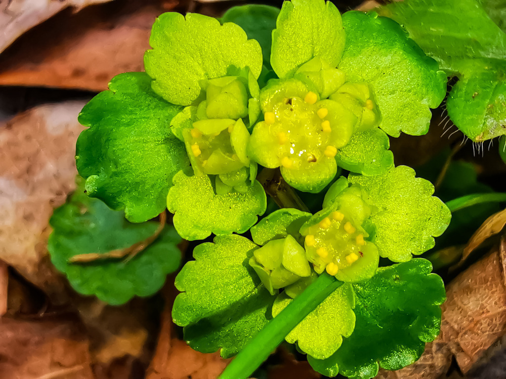 PSX_20230319_224719 | mtkfoto_ - Realisiert mit Pictrs.com