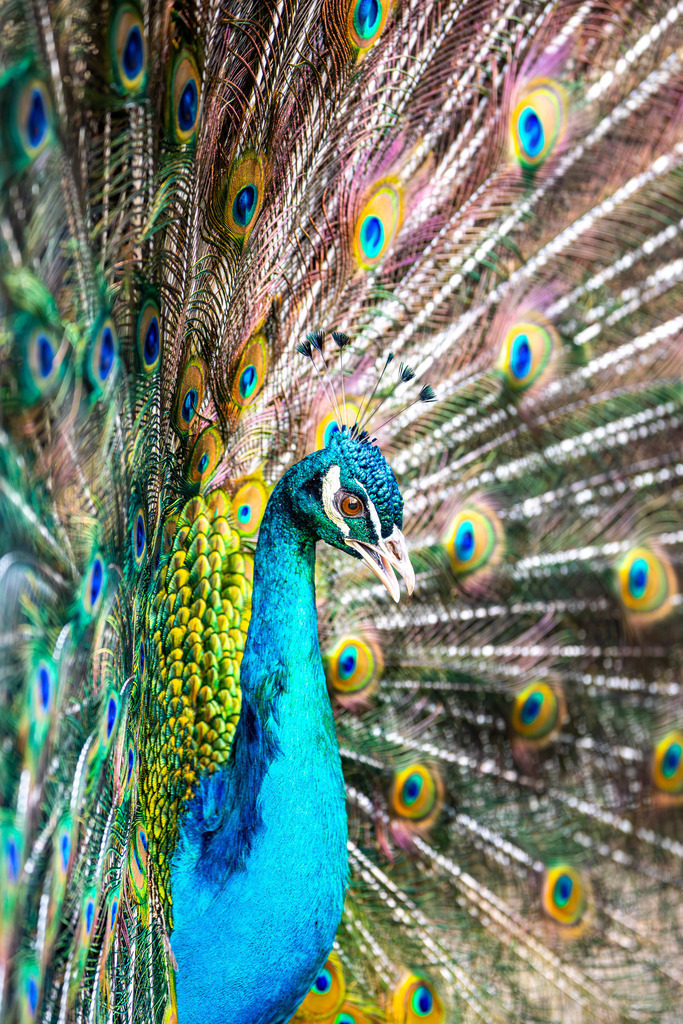 Blauer Pfau | Ein blauer Pfau, der seine Federpracht präsentiert.