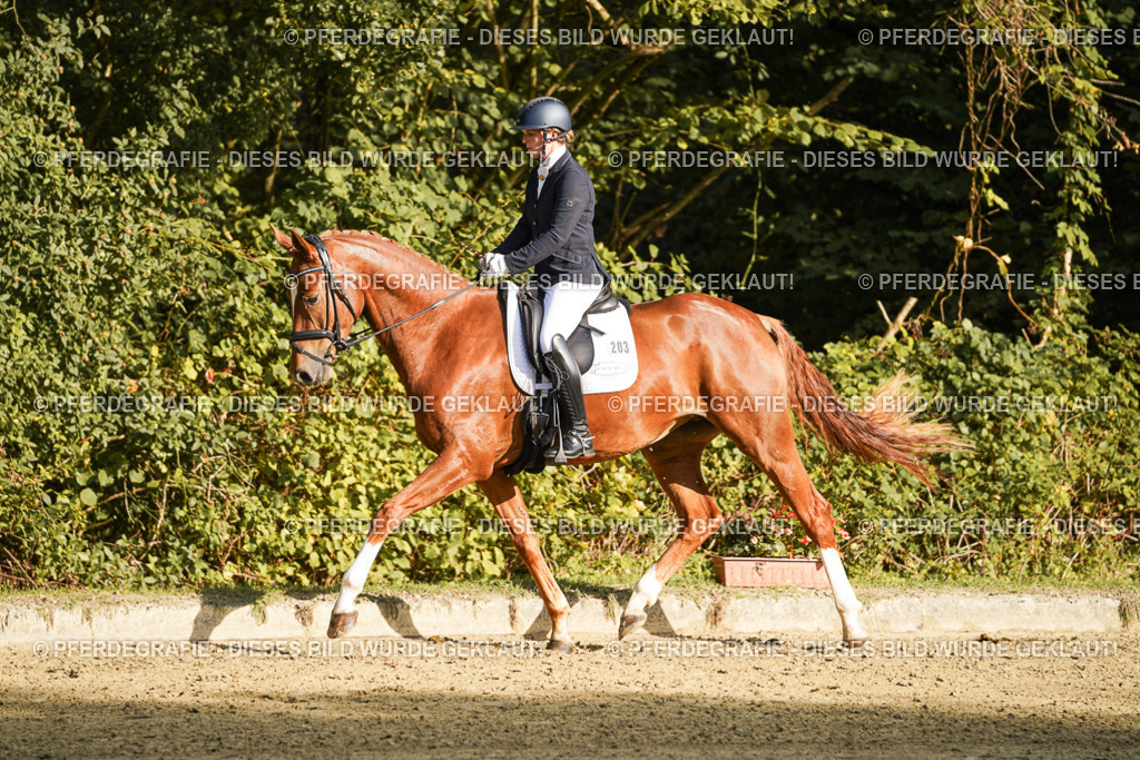 DSC05286 | Pferdegrafie