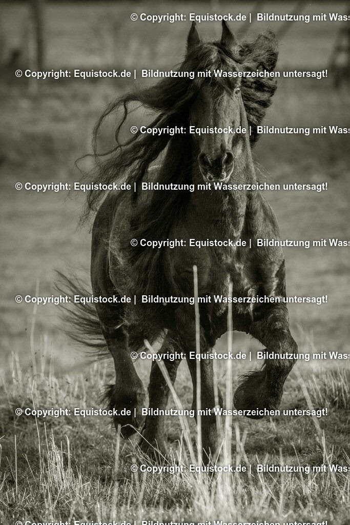 20151205_TOMsPiC_0340 | equistock