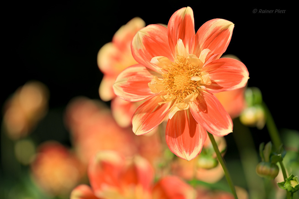 Halskrausen-Dahlie La Gioconda | Eine Wärme, die zu Herzen geht, eine sternenförmige Schönheit, die rotorange-gelbe Halskrausen-Dahlie „La Gioconda“ der Züchter Mayer-Gmelin. — Original-Größe des Bildes: 8256 x 5504 px. - Realisiert mit Pictrs.com