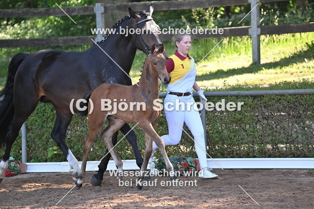 17_Conthalou - Cellestial_758_8355 | Björn Schroeder Pferdefotografie
