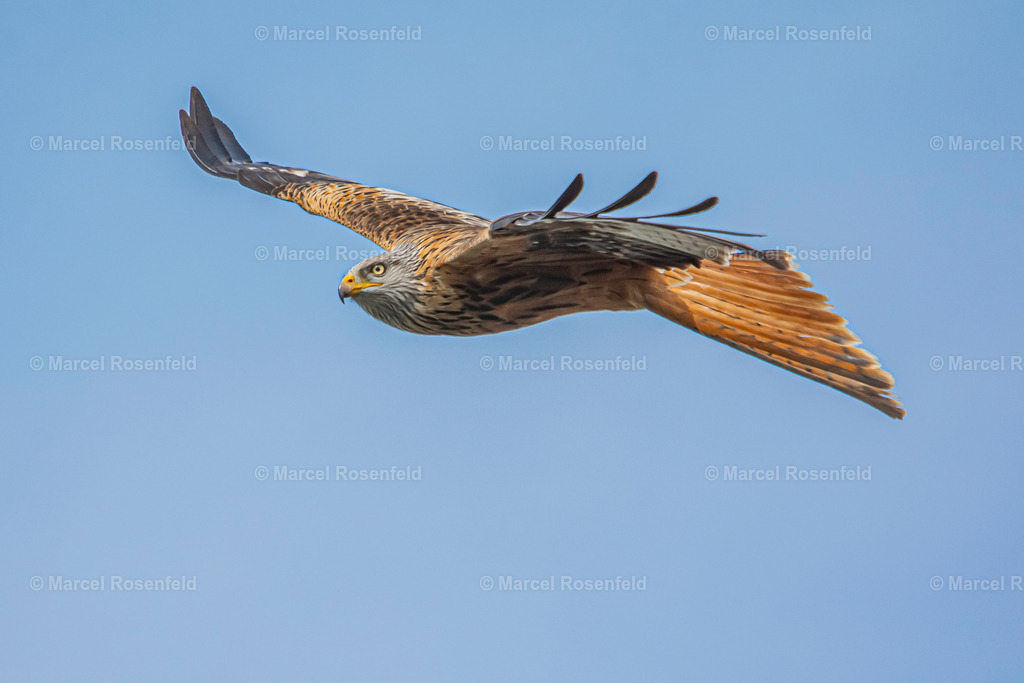 _DSC0516 | foto-rosenfeld