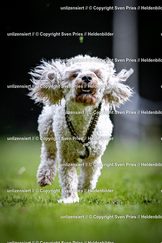 Sven Pries | 2025-10-03 - Hunderennen Obergrombach - Realisiert mit Pictrs.com