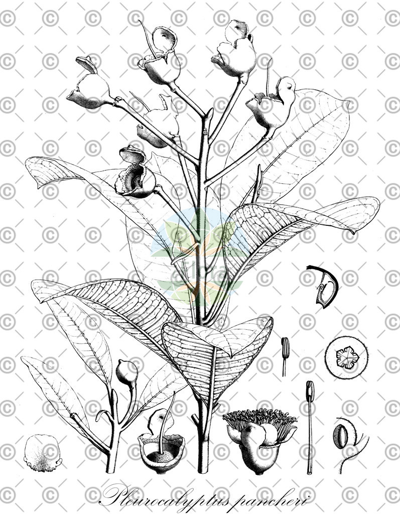 HistAbb_wfo-0001160158_1_ENZY_Simple | Historische Abbildung von Pleurocalyptus pancheri - Myrtaceae | Historical Illustration of Pleurocalyptus pancheri - Myrtaceae