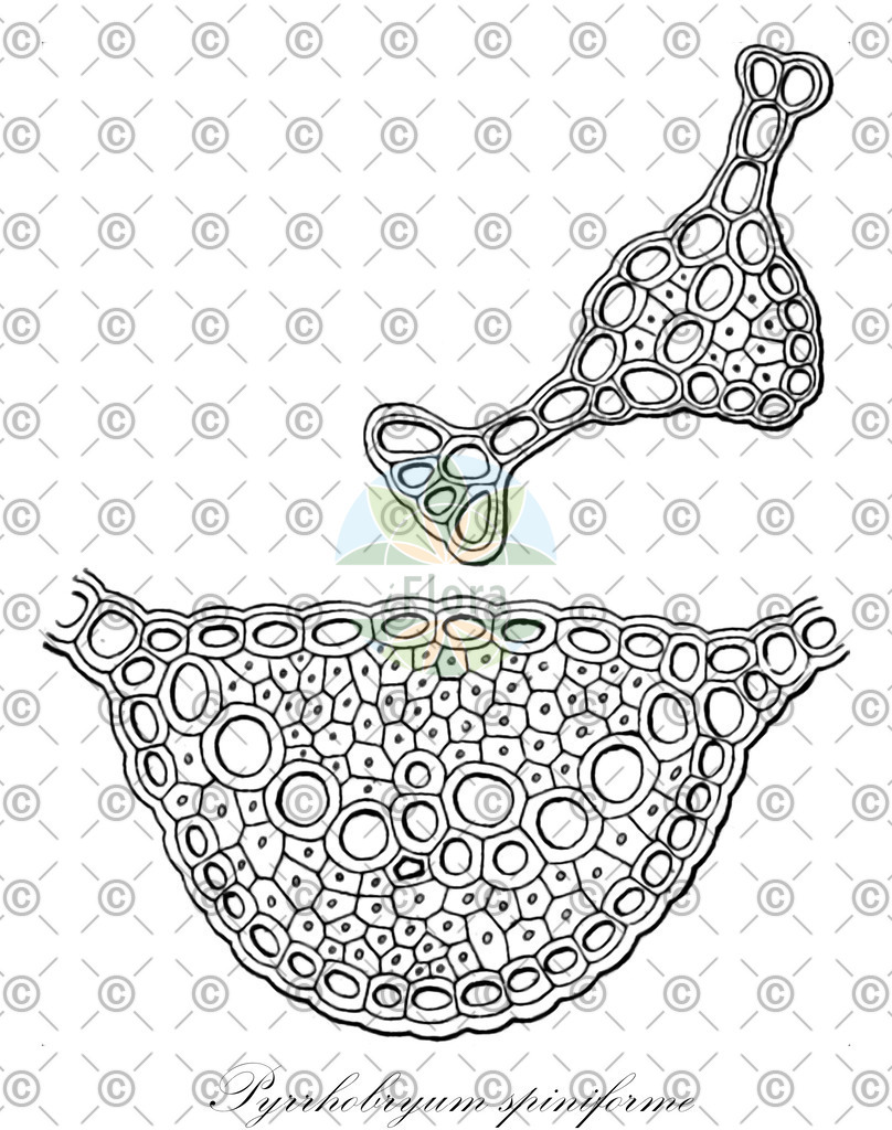 HistAbb_wfo-0000066486_1_ENZY_Simple | Historische Abbildung von Pyrrhobryum spiniforme - Calomniaceae | Historical Illustration of Pyrrhobryum spiniforme - Calomniaceae